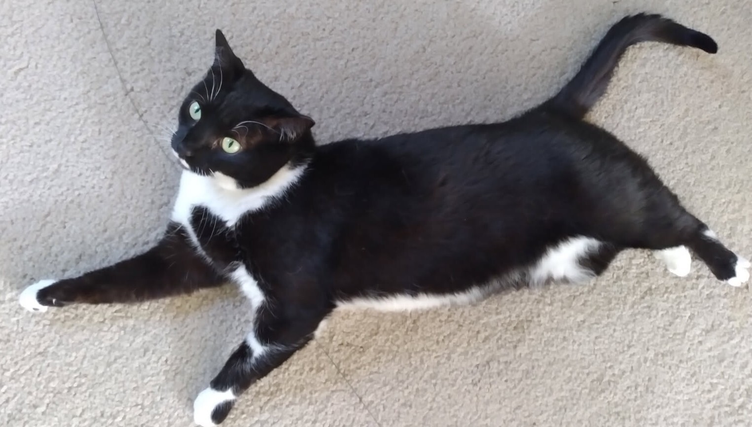 Mae - ADOPTION PENDING