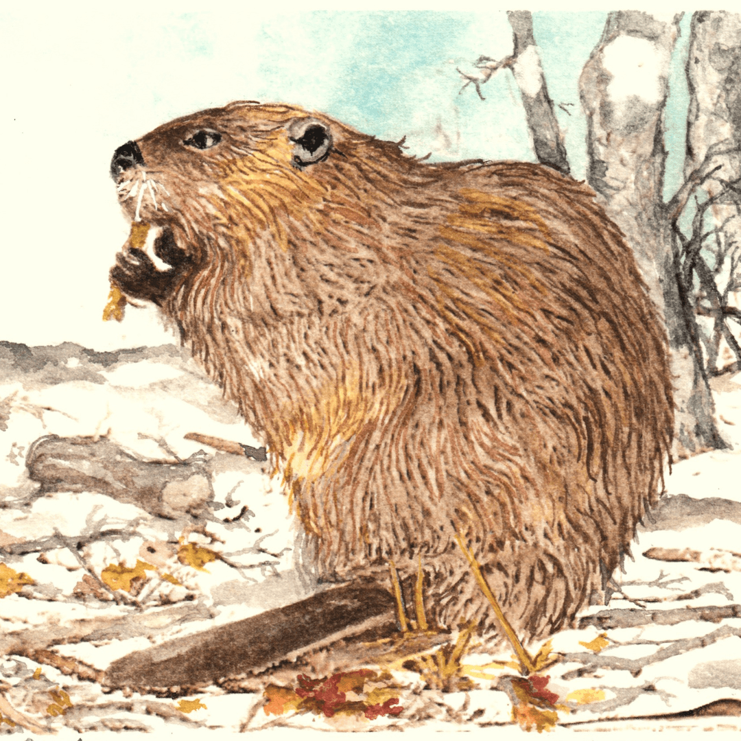 Beaver sitting on haunches in a contemplative pose