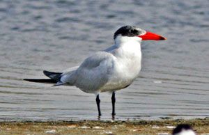 Beak of the Week: Caspian Tern