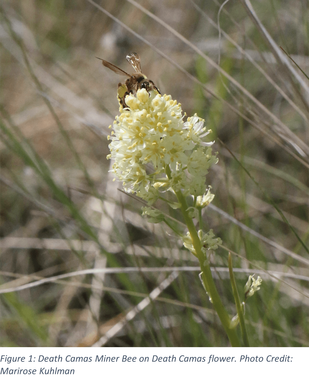 Toxic Relationships: Death Camas and the Death Camas Miner Bee