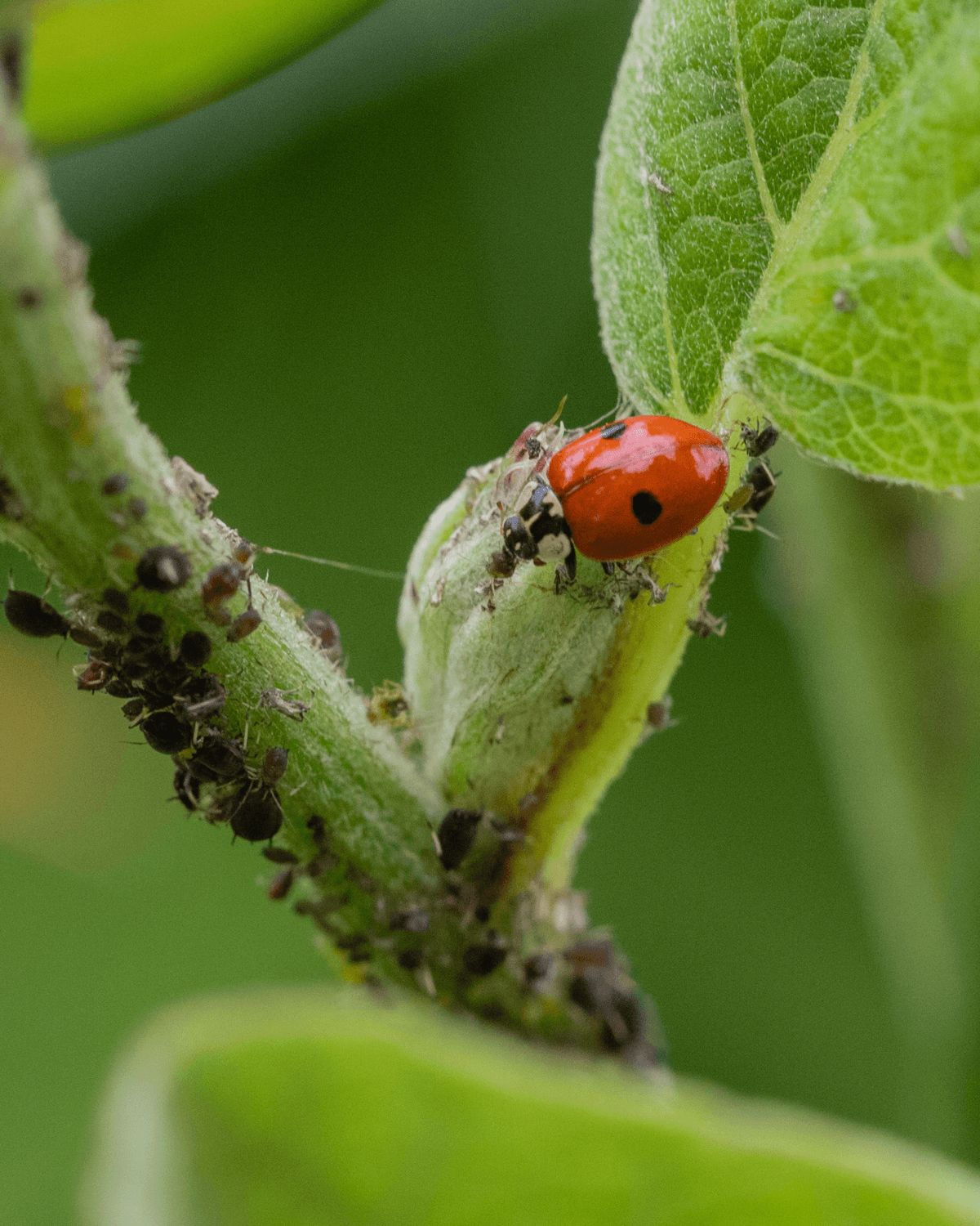 Blooms, Bugs & Balance: Managing Your Garden Without Over-spraying