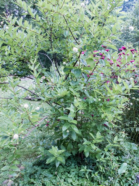 Buttonbush - Pack of 25 Seedlings (12"-18")