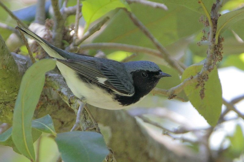 Black-throated Blue Warbler