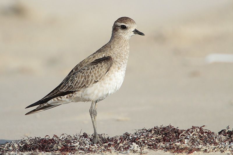 American Golden-Plover (non-breeding)