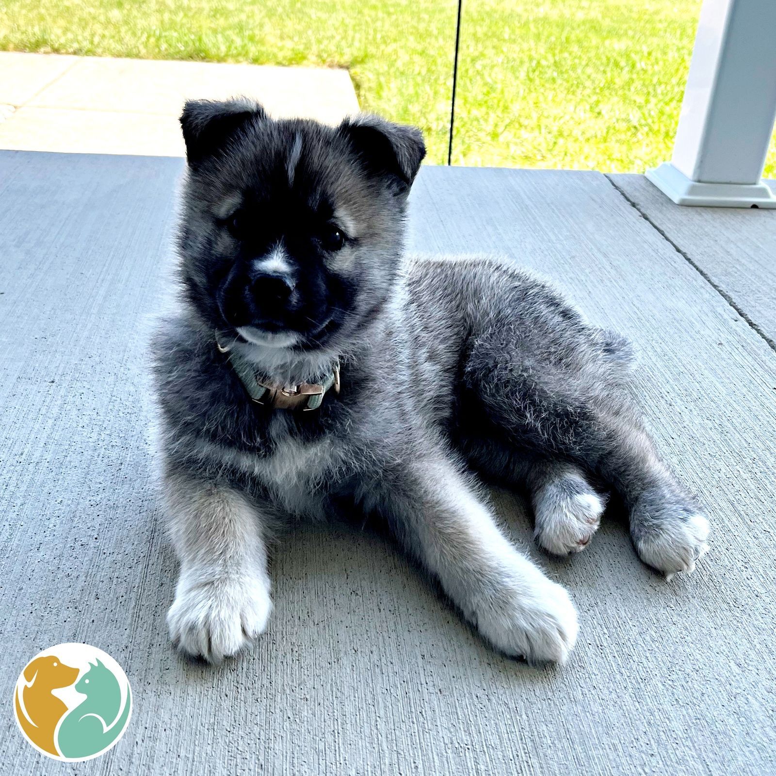 Free Puppies Toledo Ohio - 2kvv15g
