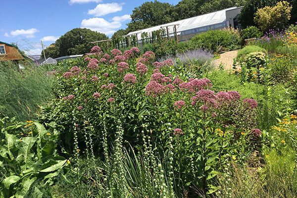 Native Prairie Plants Guide