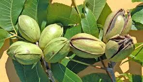 Northern Pecan - Pack of 100 Seedlings (6"-12")