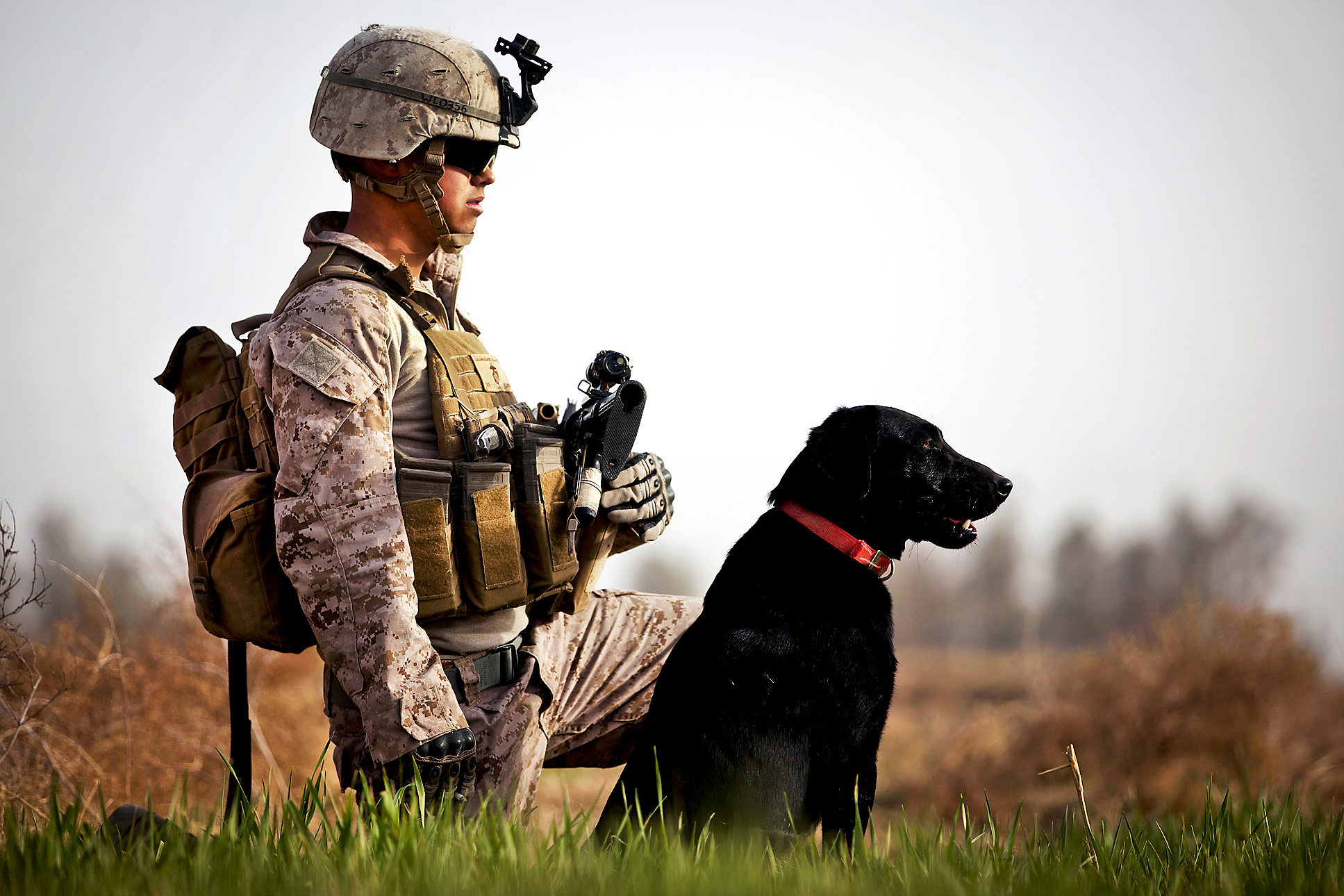 Common Barriers Veterans Experience and How Dogs Can Help