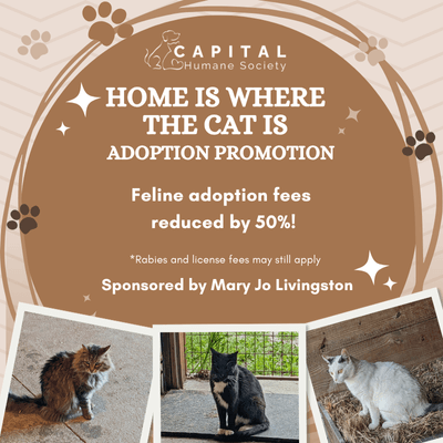 home is where the cat is