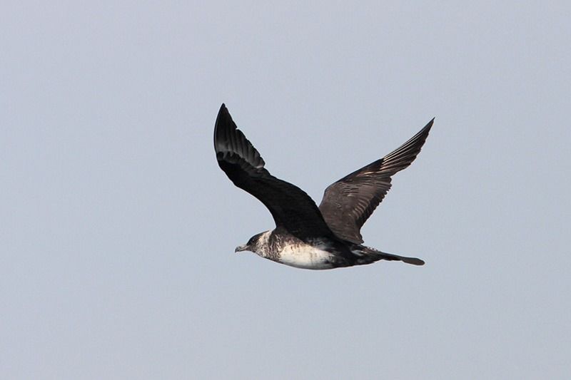 Pomarine Jaeger