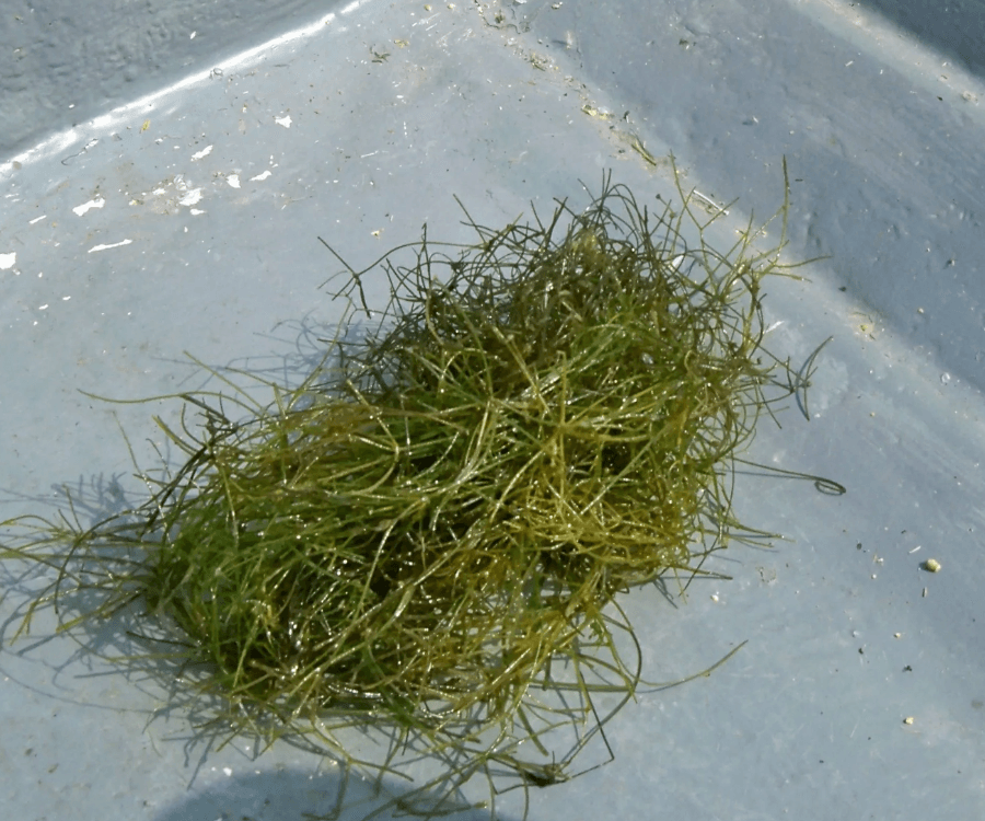 Starry Stonewort