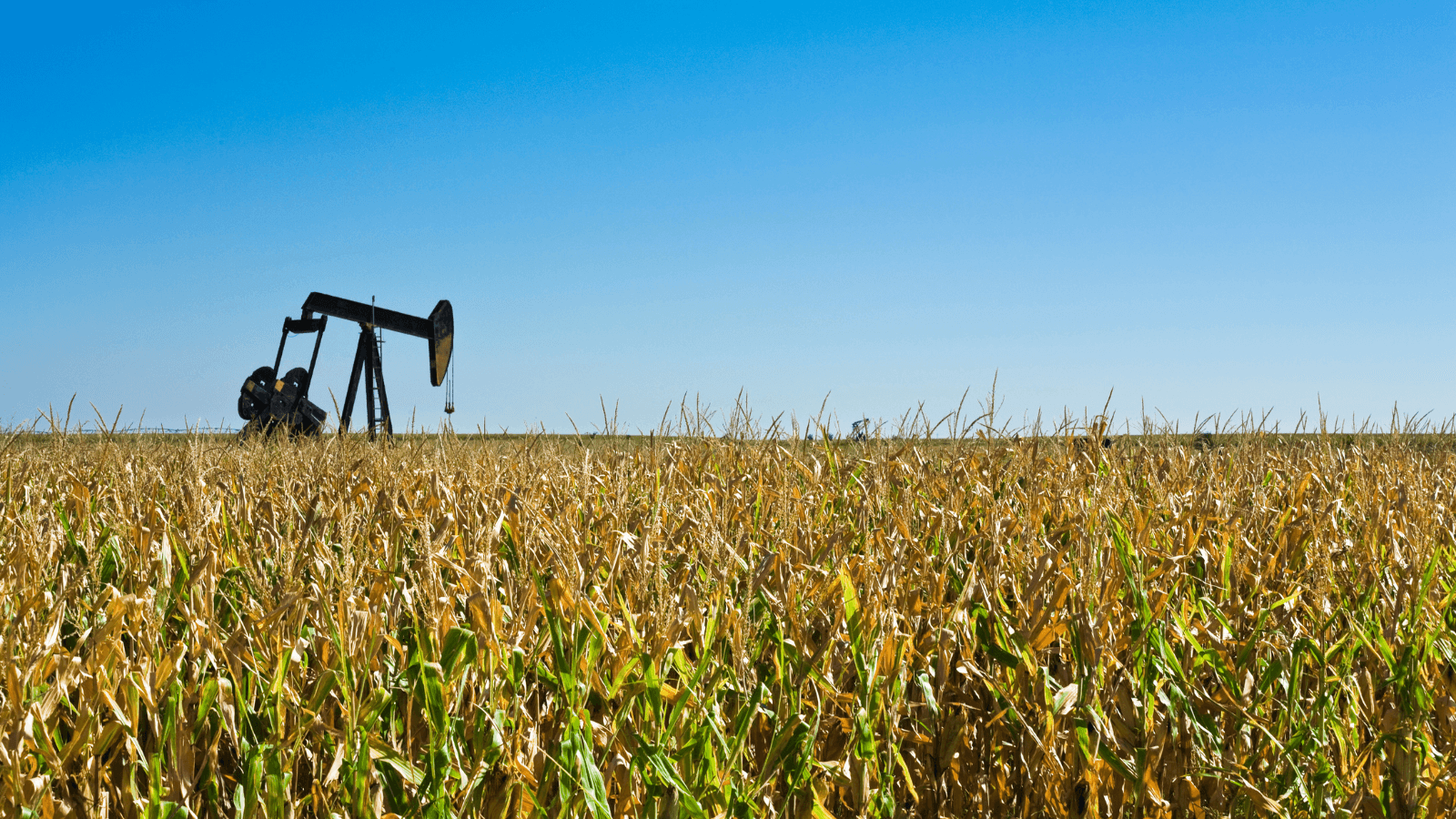 Oil well in corn field
