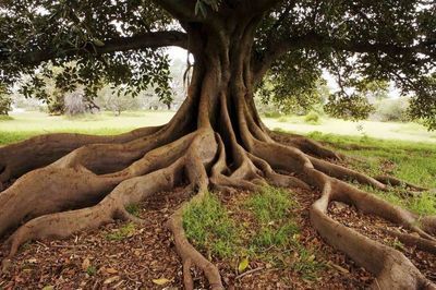 What about the foundations in our lives…the ones that keep us strong and upright even under pressure? What roots do you grow in your life that keep you strong?  