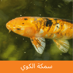 Koi