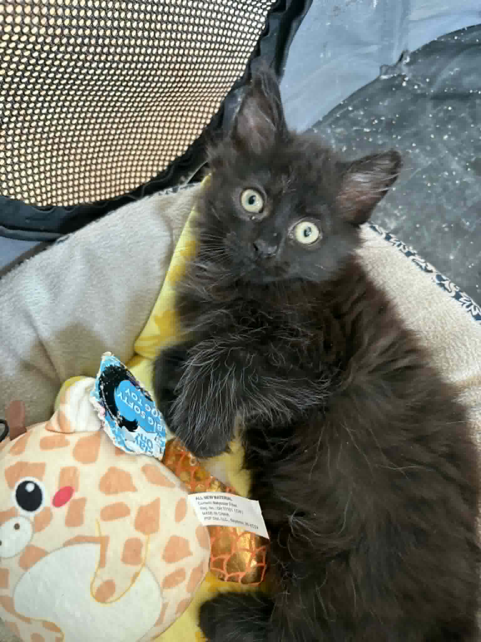 Olivia - ADOPTION PENDING