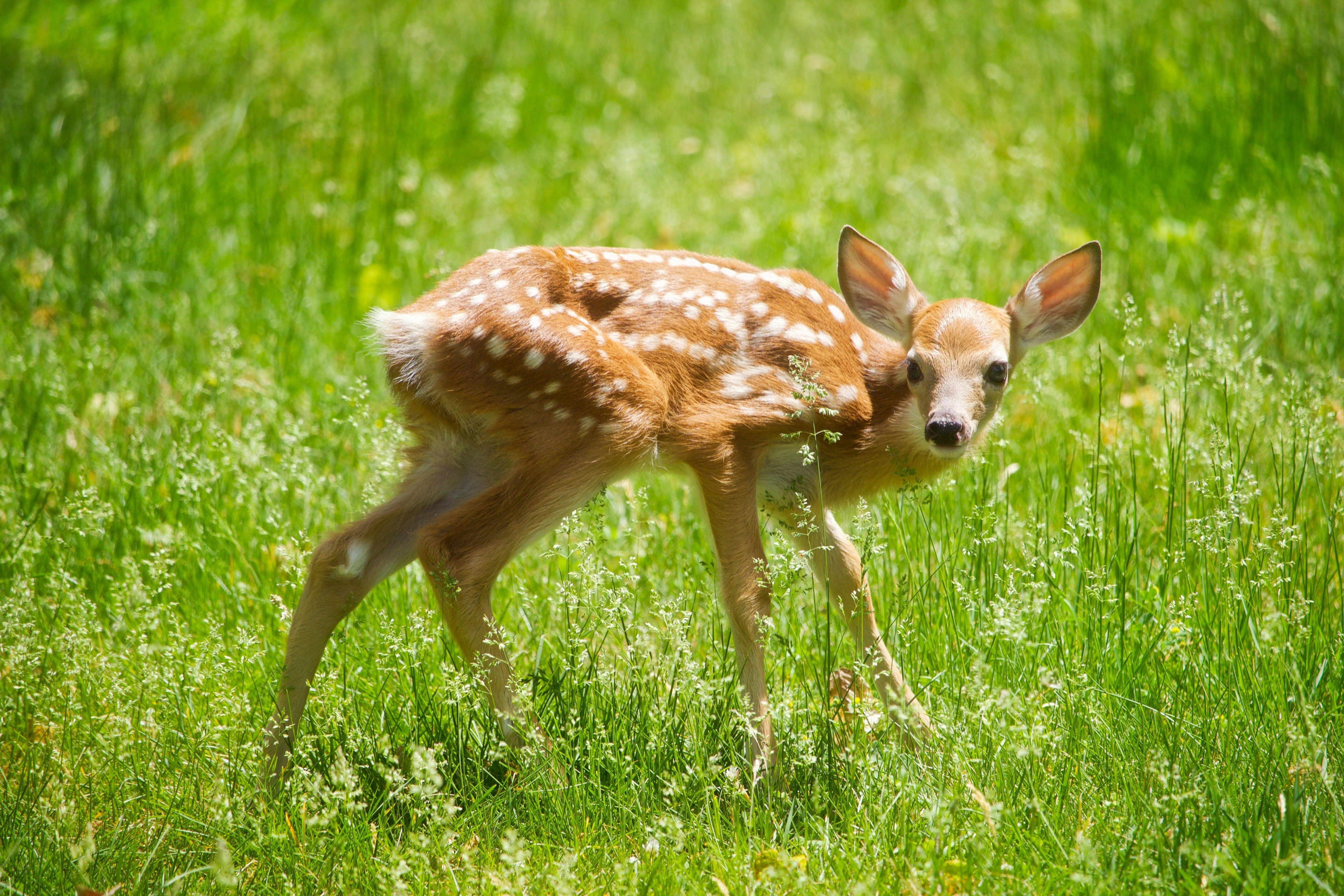 white tailed deer fawn nebraska wildlife 