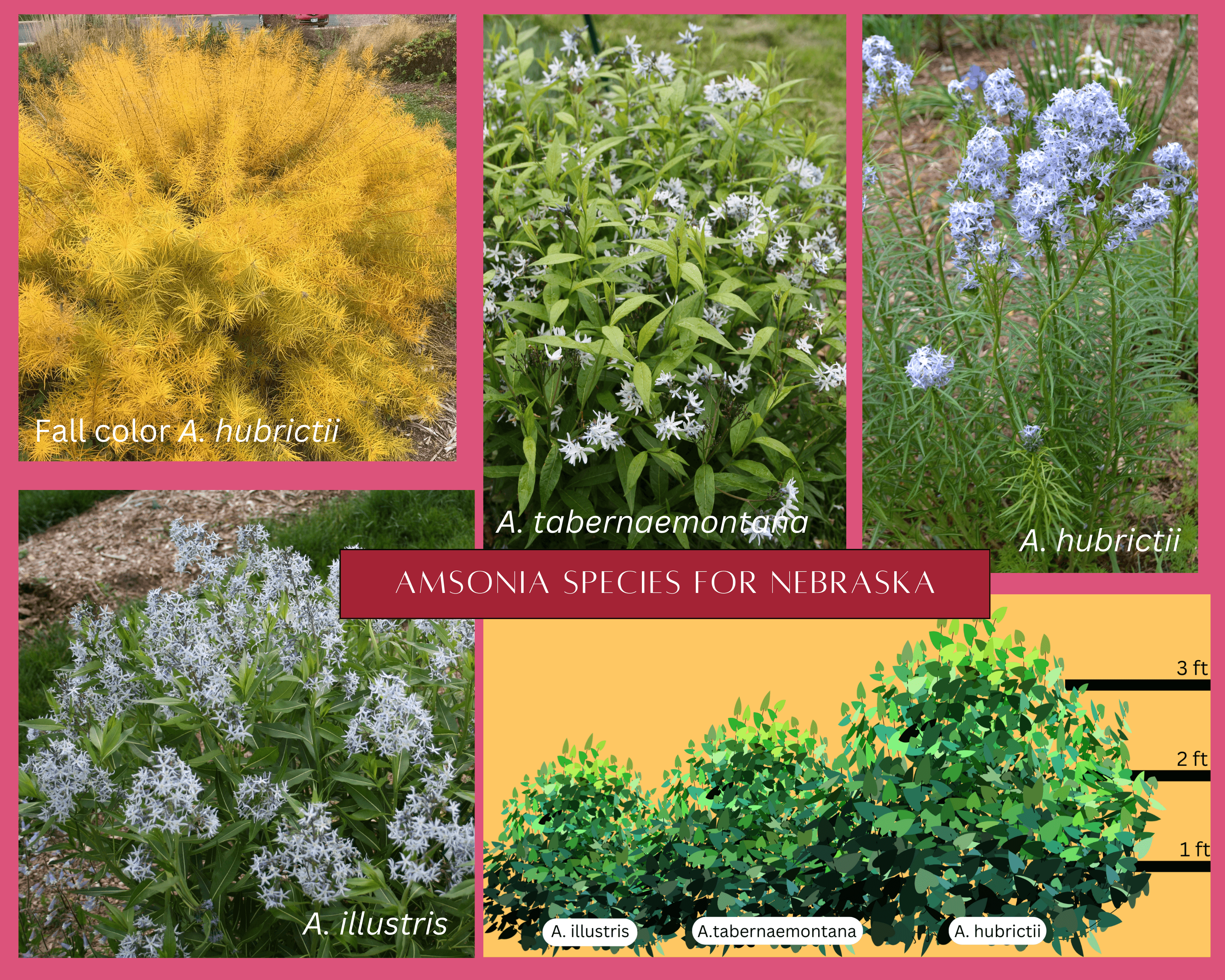 All about Amsonia