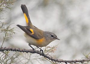 American Redstart