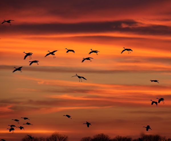 See the sandhill cranes