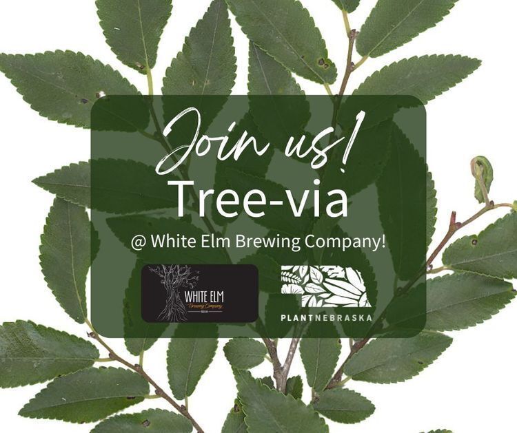 Event graphic for a 'Tree-via' trivia night at White Elm Brewing Company, hosted by Plant Nebraska, with a close-up of green elm leaves in the background.