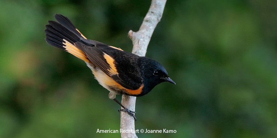 American Redstart