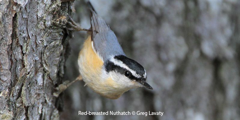 Red-breasted Nuthatch 