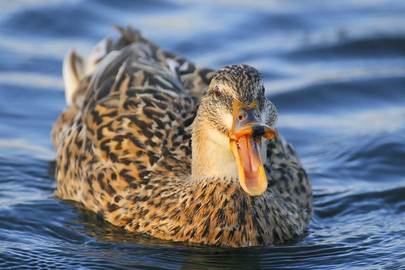 Mallard (female)