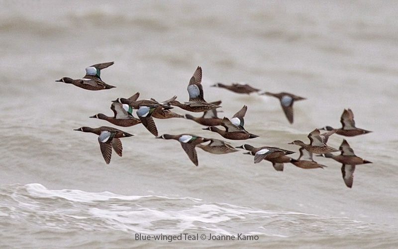 Blue-winged Teal