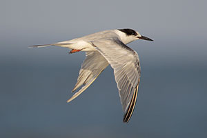 Common Tern
