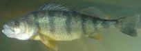 Yellow Perch