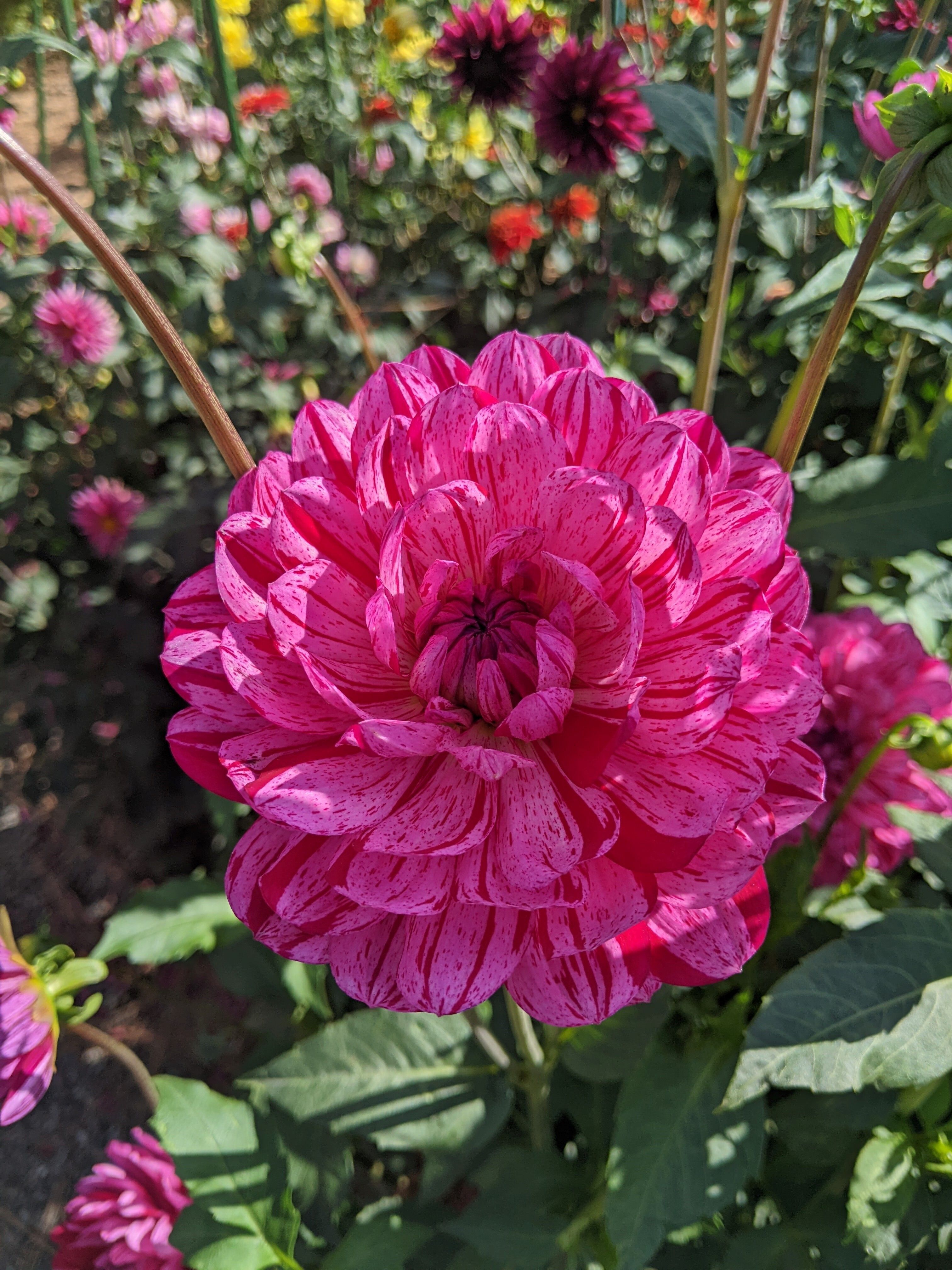 waterlily dahlia