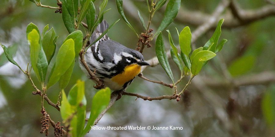 Yellow-throated Warbler