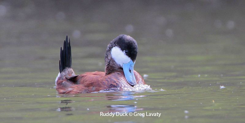 Ruddy Duck