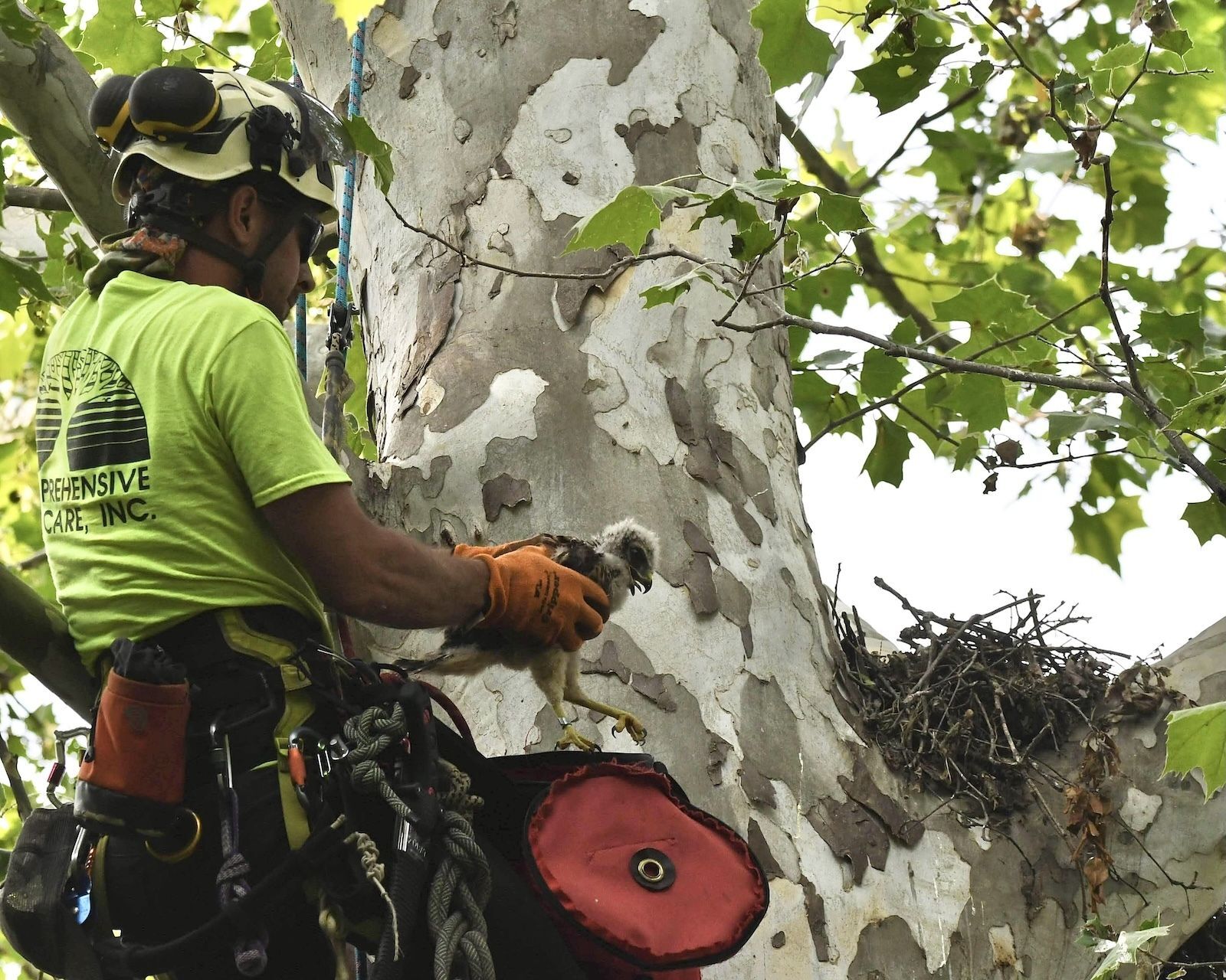 Tree Company putting baby hawk back in nest