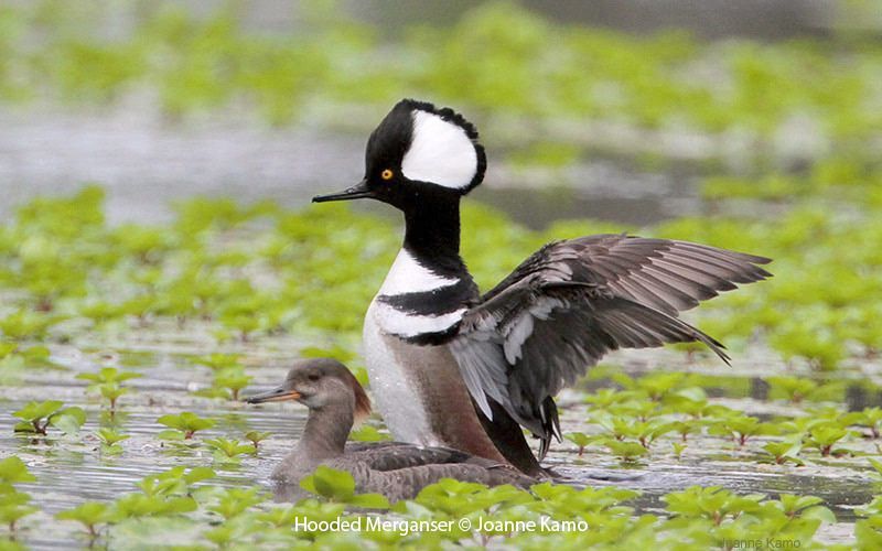 Hooded Merganser