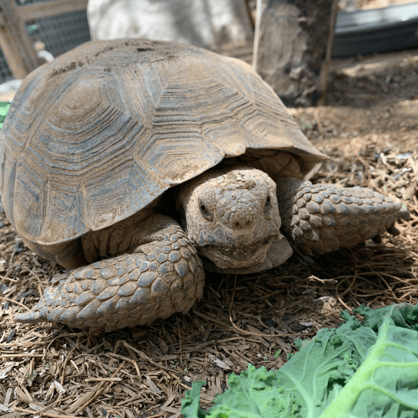 DESERT TORTOISE