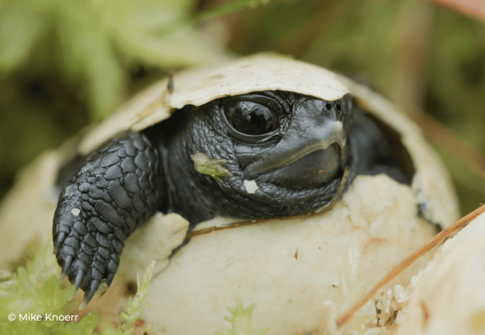 A baby bog turtle hatching from an egg. Photo: Mike Knoerr