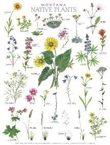 Montana Native Plants © Nancy Seiler