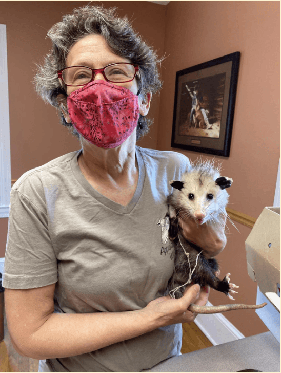 A woman in a face mask holding a possum
