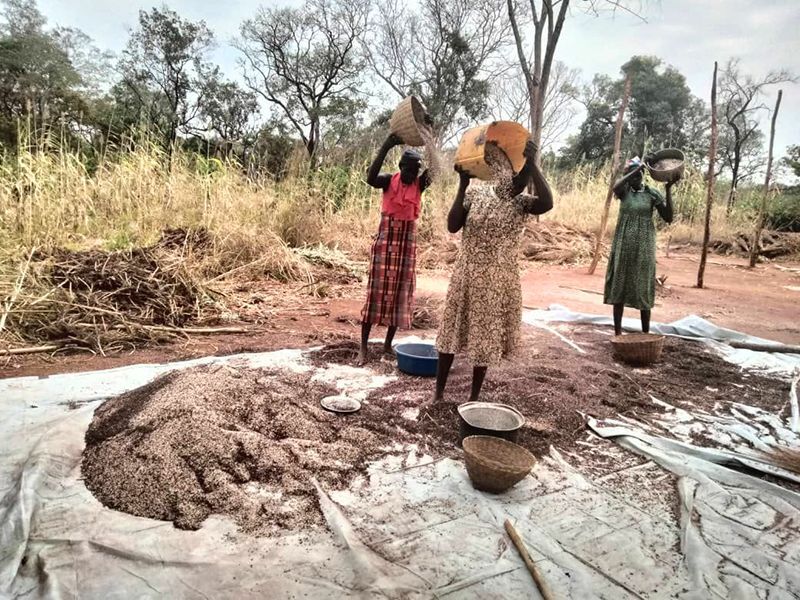 Women threshing crop