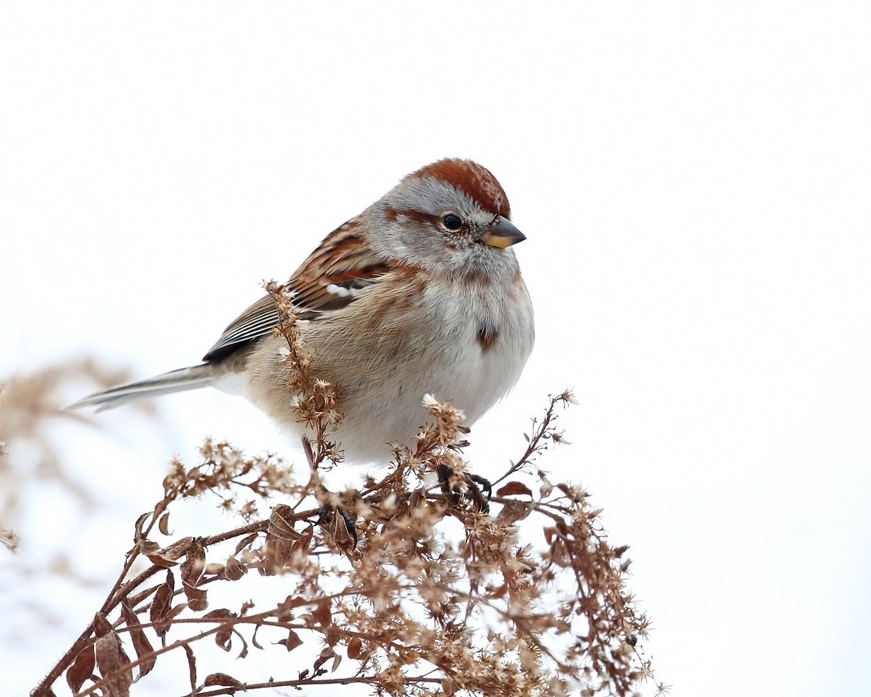 Fall birding tips