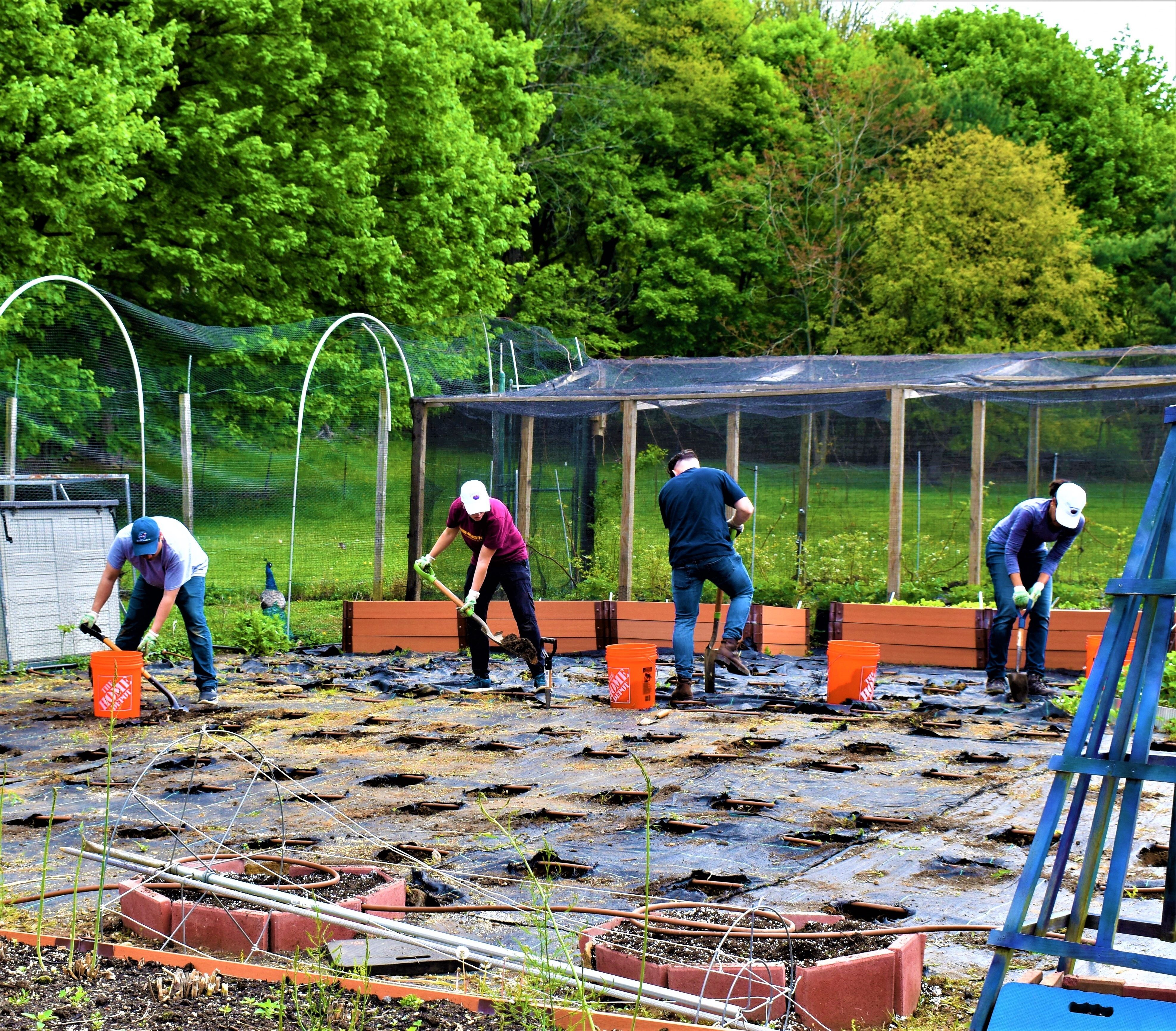 Volunteers dig new planting beds. 