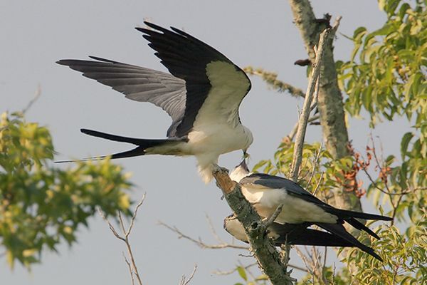 Swallow-tailed Kites