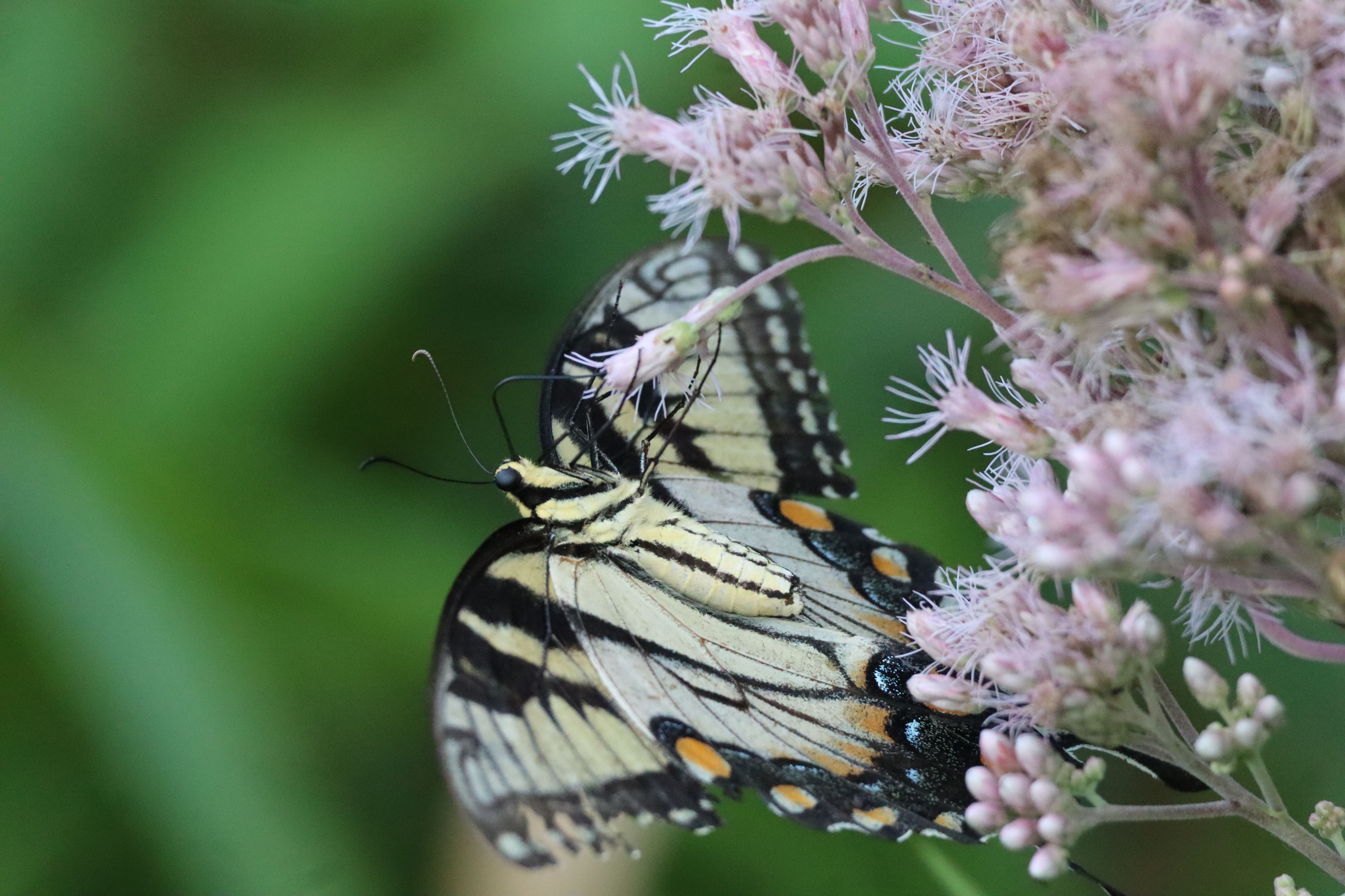 A Nebraska where pollinators and wildlife thrive 