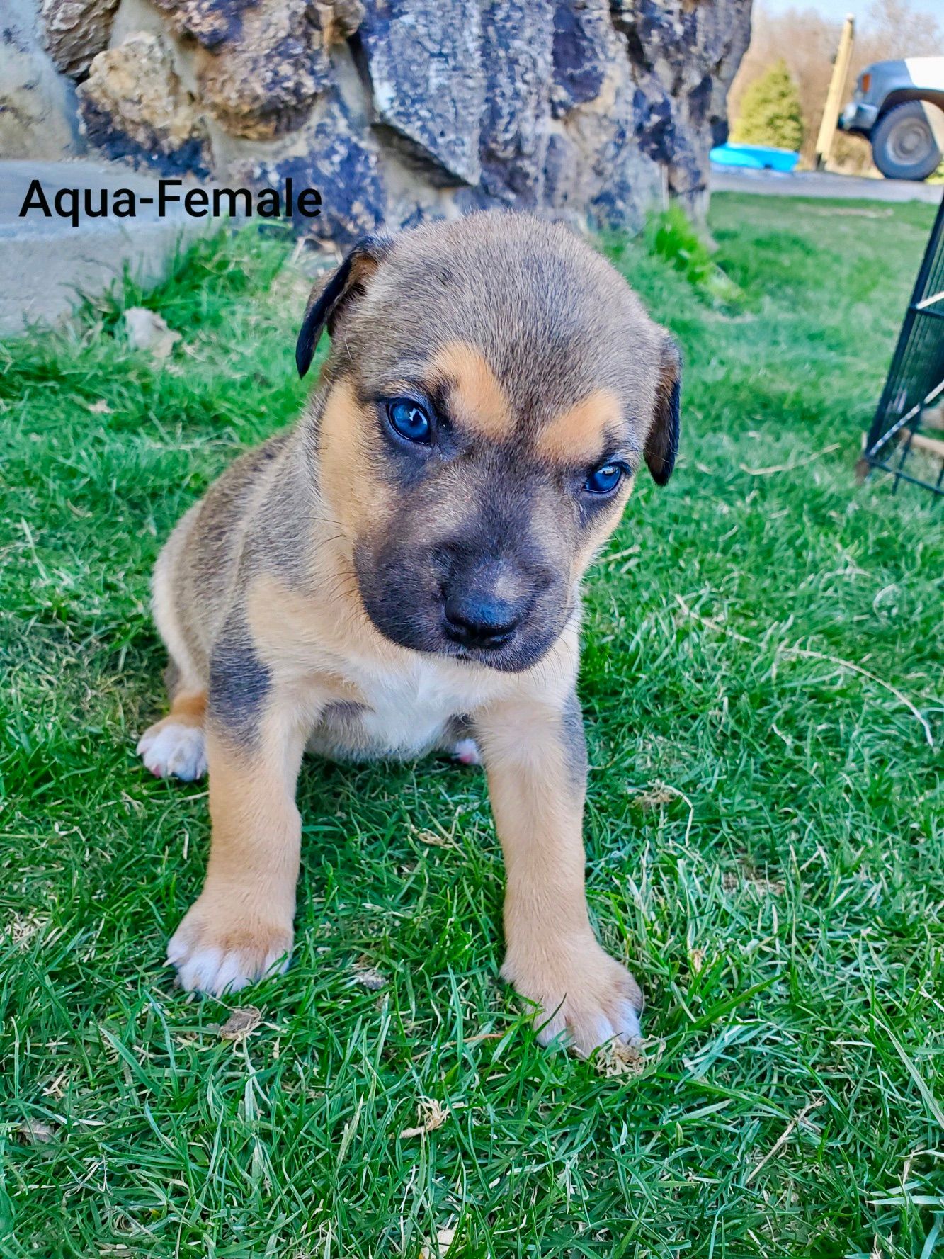 Aqua - Female