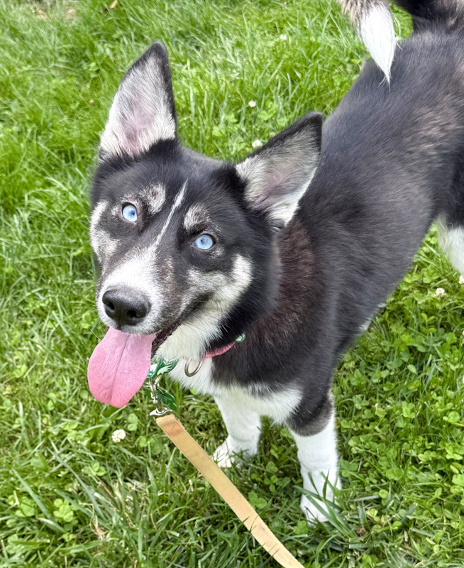 Aspen