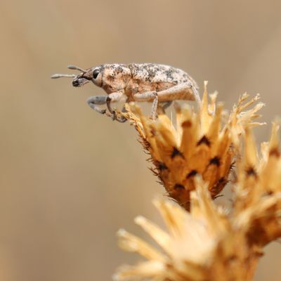 Knapweed Root Weevil