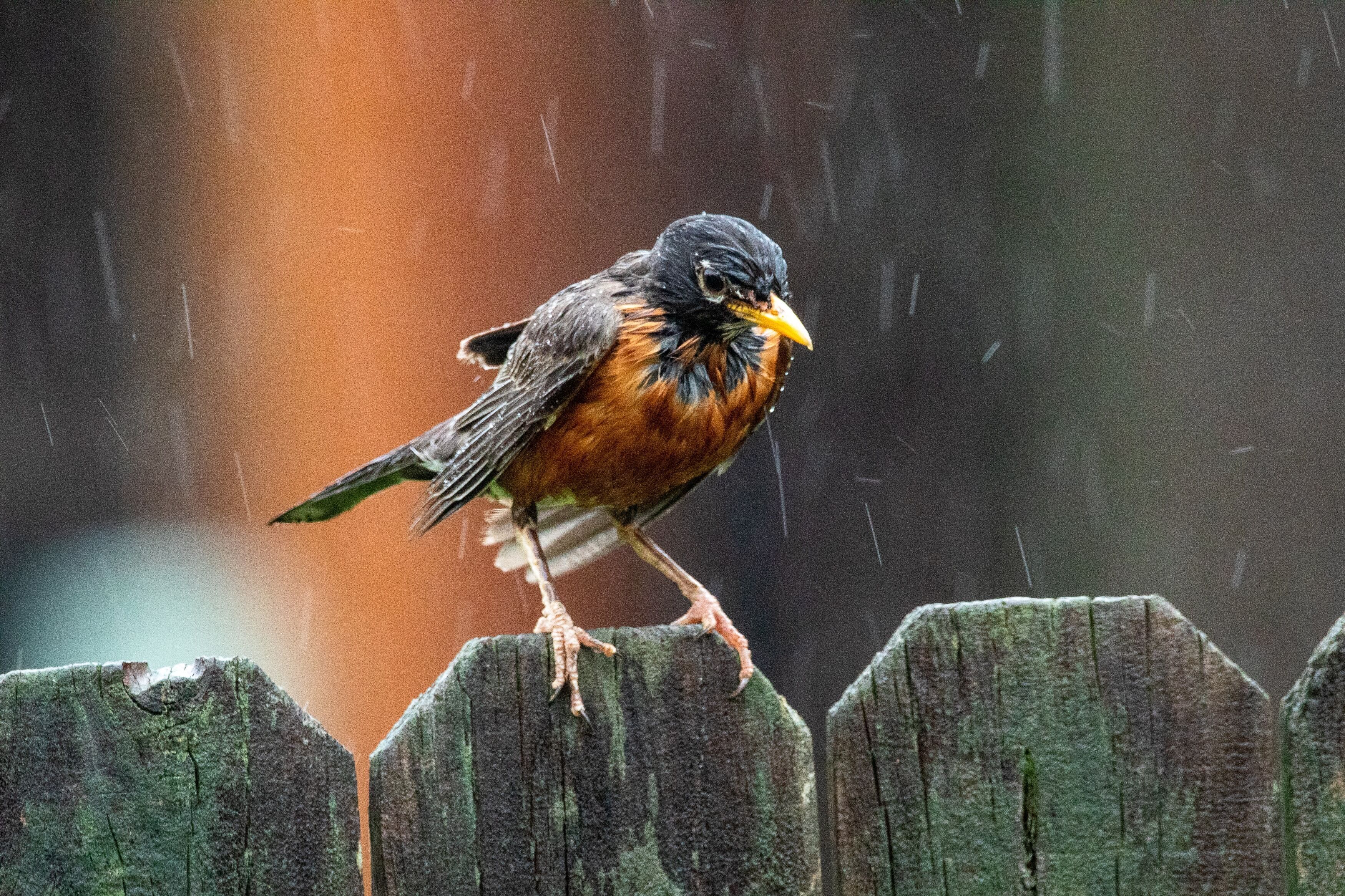 How Birds Survive Storms + What You Can Do to Help Them