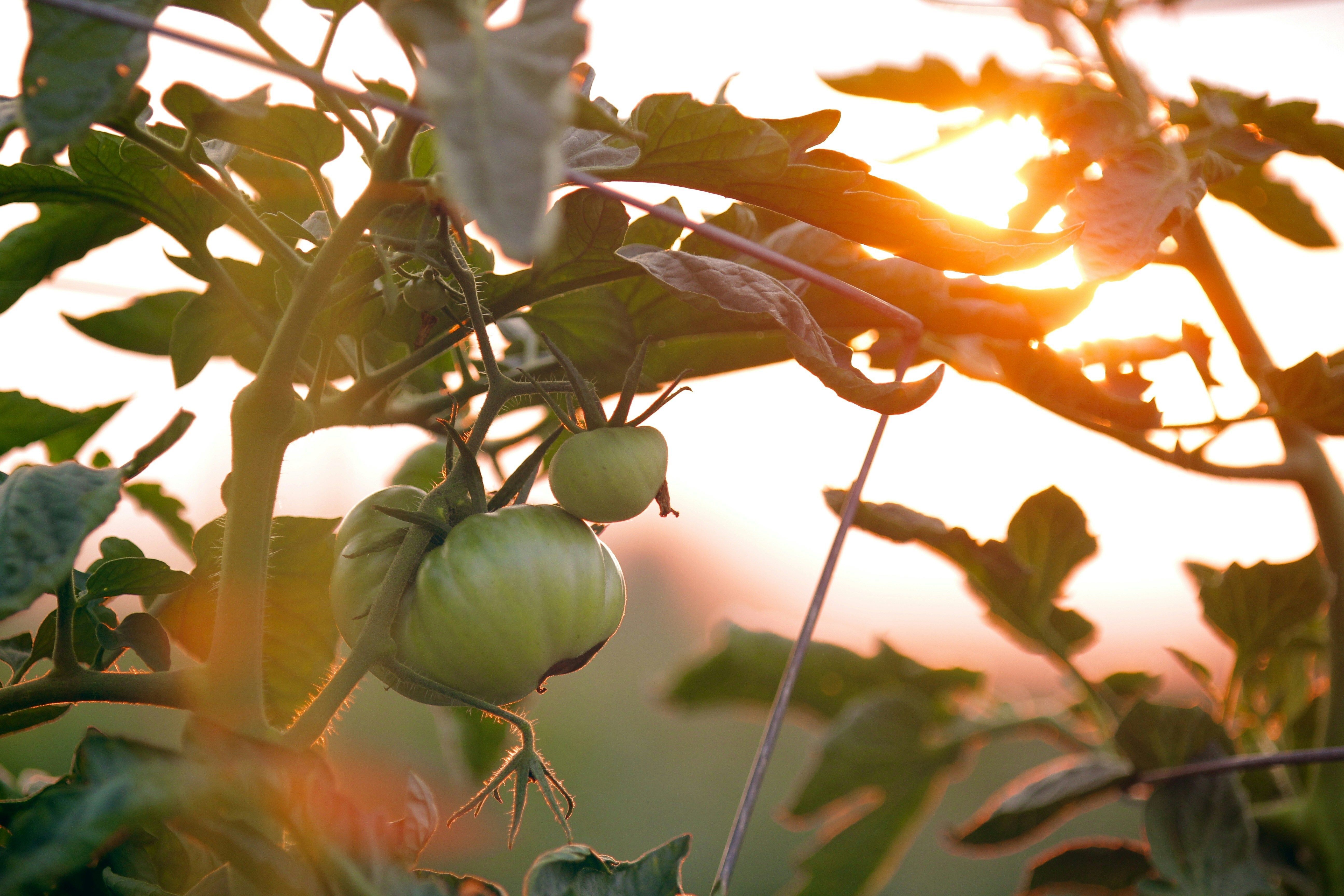 Green tomato on vine with sun shining in the background