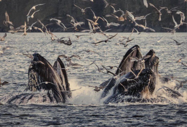 Delaney Murphy - Bad Day to be a Herring